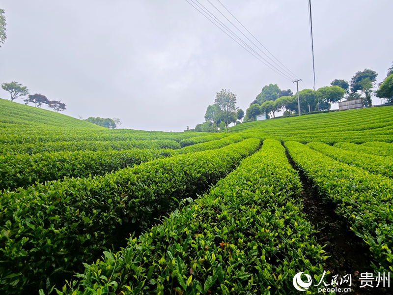 开阳蓝芝茶园一角。人民网 龙章榆 摄.jpg