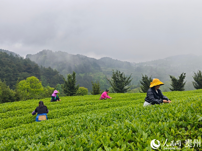 茶山采茶忙。人民网 龙章榆摄