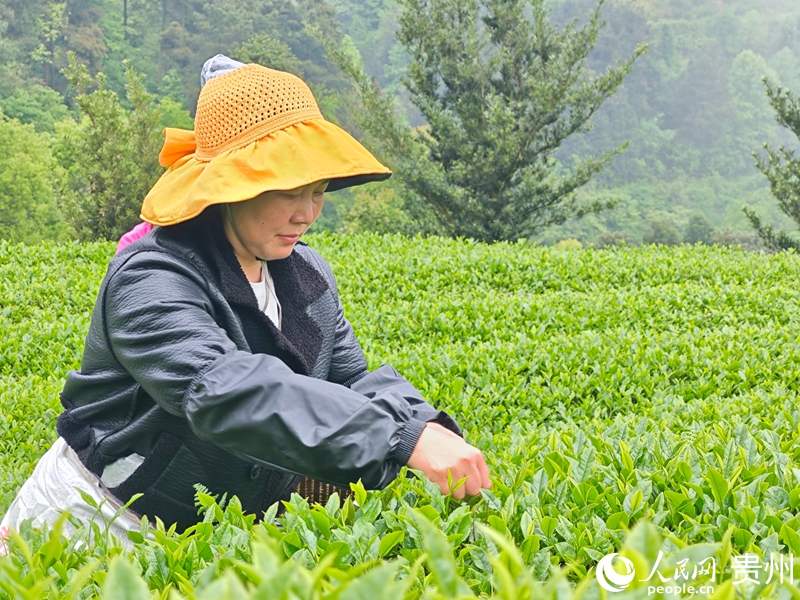 茶山采茶忙。人民网 龙章榆摄