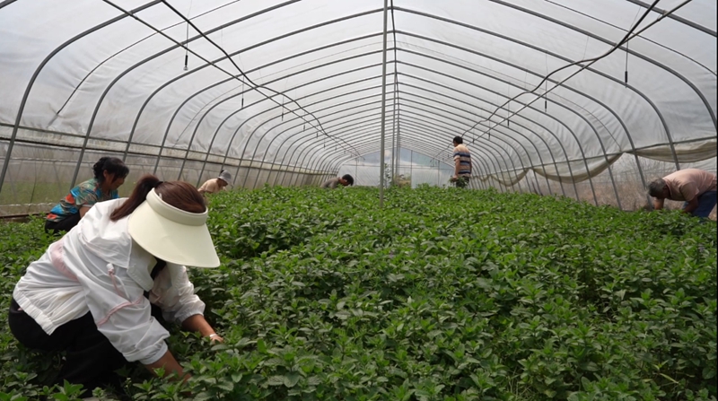 工人在採摘野菜.jpg