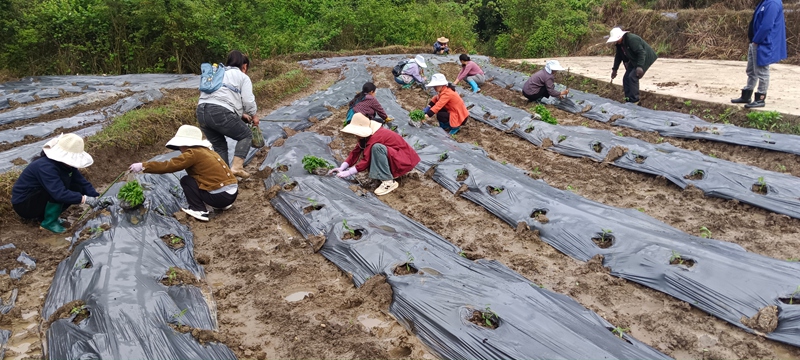 桃桃普觉辣椒种植基地里村民们抢季节移栽辣椒苗