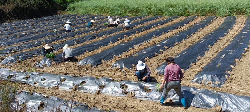 桃桃普觉辣椒种植基地里村民们抢季节移栽辣椒苗4