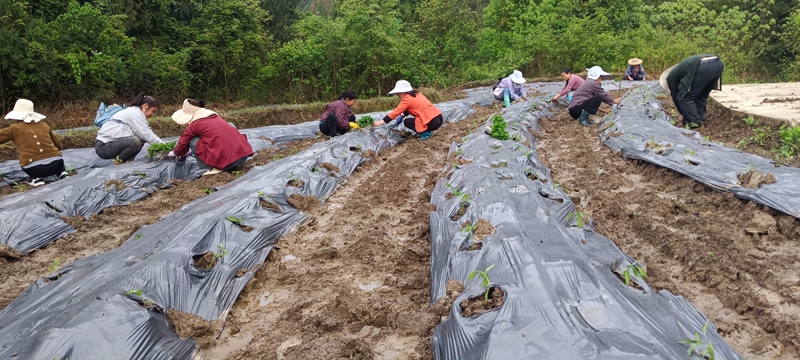 桃桃普觉辣椒种植基地里村民们抢季节移栽辣椒苗34