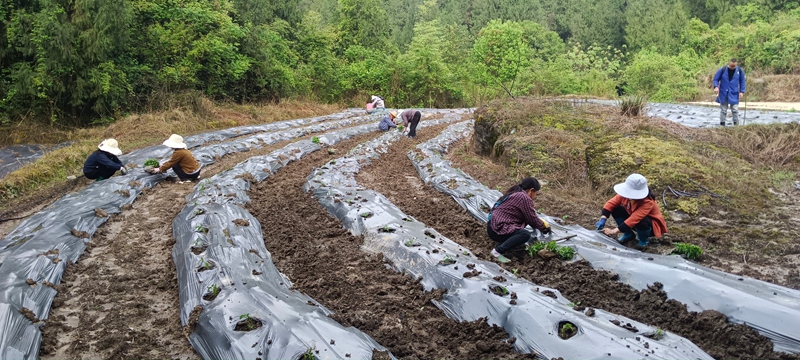 桃桃普觉辣椒种植基地里村民们抢季节移栽辣椒苗434