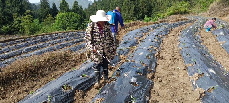 桃桃普觉辣椒种植基地里村民们移栽好辣椒苗浇水