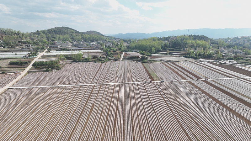 煙農們搶抓節令，規范開展開廂起壟、覆膜壓土。韓勇攝