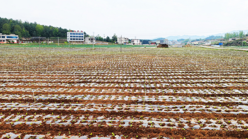 松棵村蔬菜基地一角。