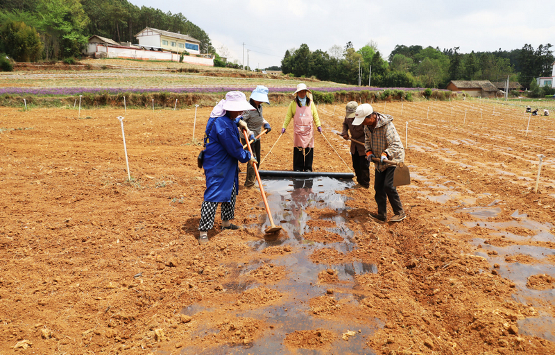 松棵村蔬菜基地一角。