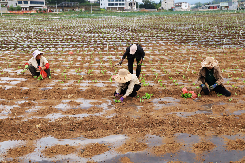 松棵村蔬菜基地一角。