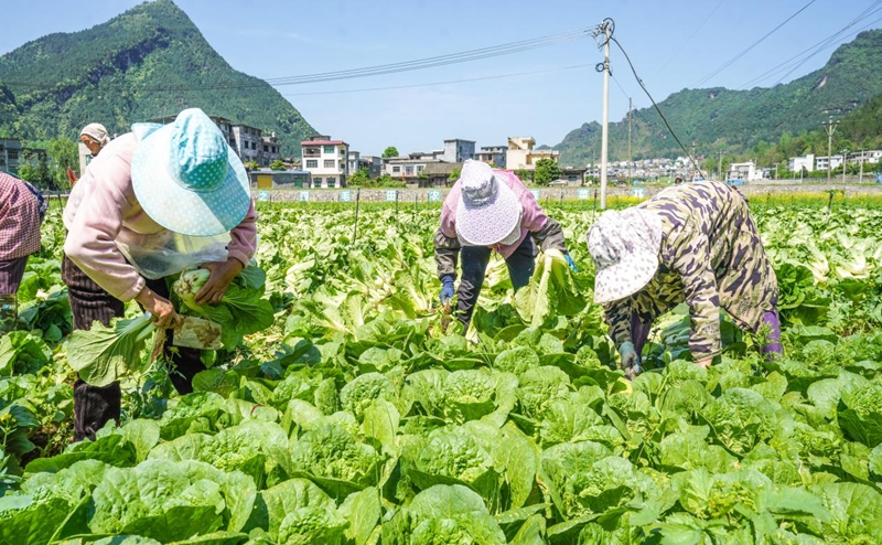 贵州沿河：娃娃菜抢“鲜”上市 村民采收忙(2).jpg