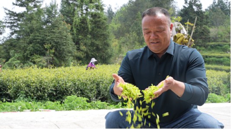 茶葉加工.jpg