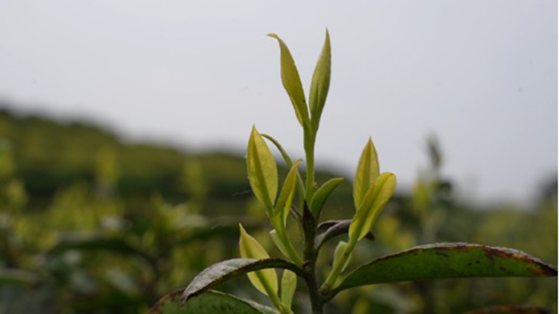 黃金芽茶葉.jpg