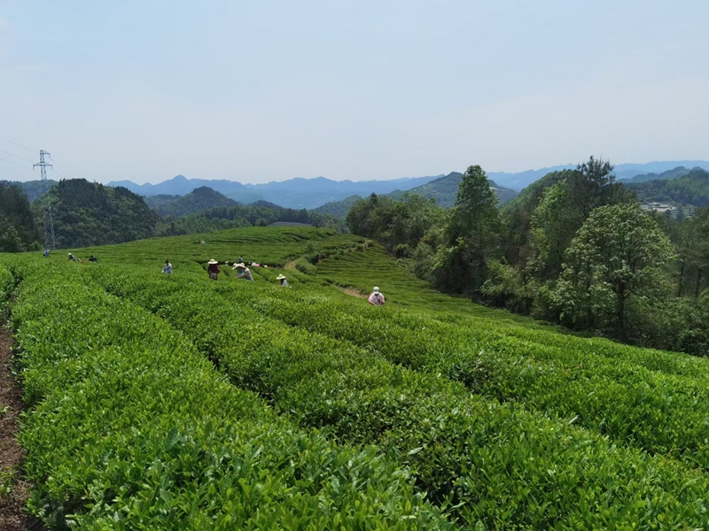 1、茶园。