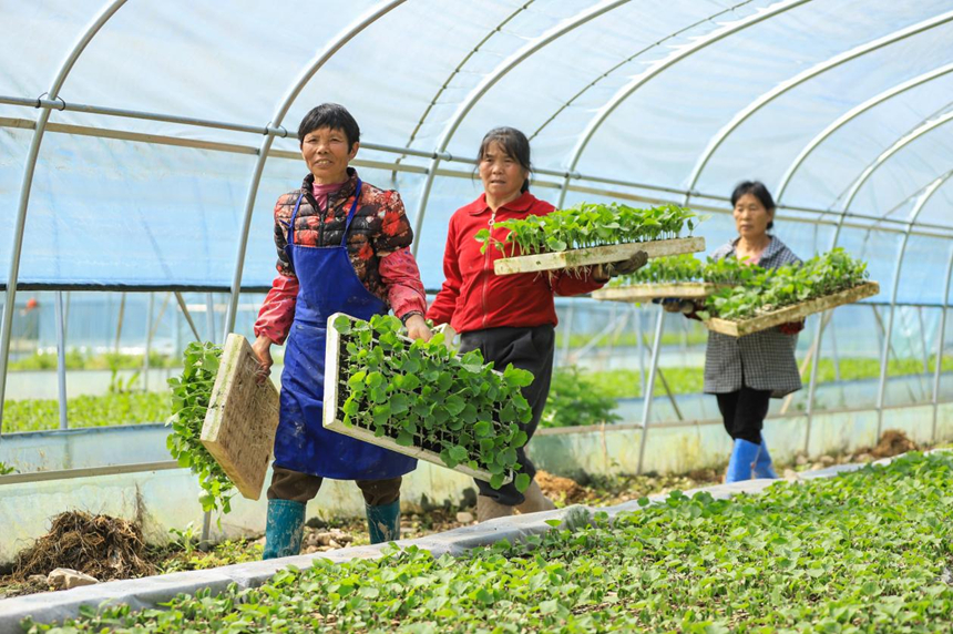 搭架覆膜促增产 冬瓜移栽正当时。