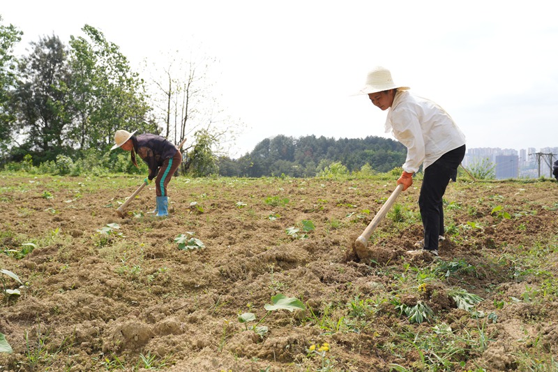 1、村民在田间地头除草。