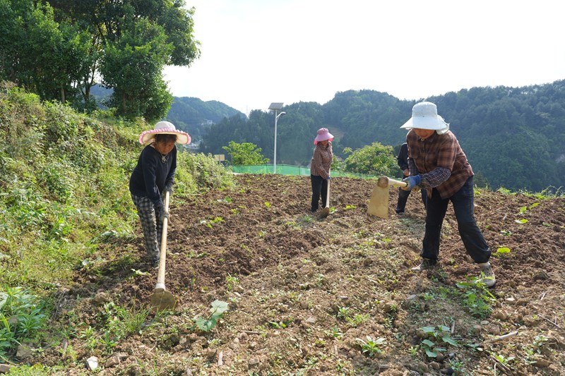 3、村民在田间地头管护 ，
