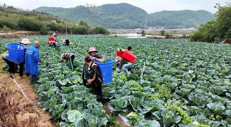2 图为蔬菜种植基地