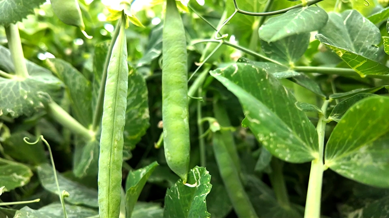 3 豌豆