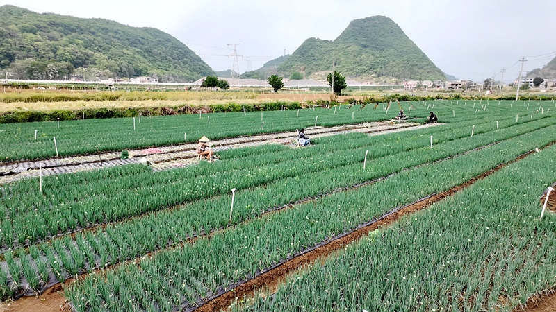 4 香葱种植基地