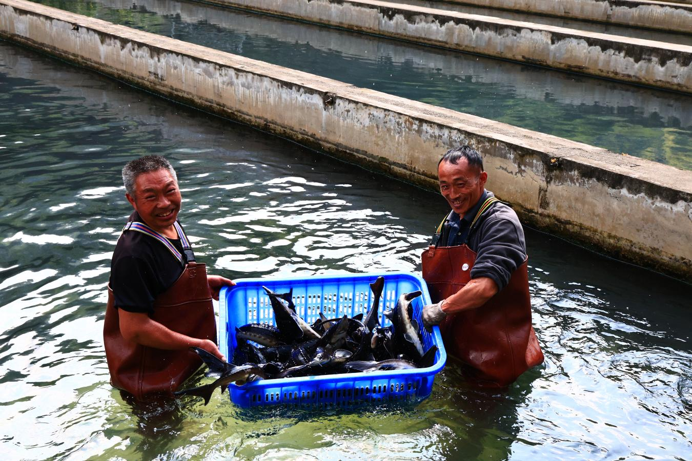 村民在鱘魚養殖基地務工。