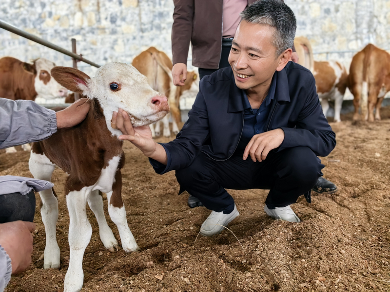 杨会乾查看刚出生的小牛。