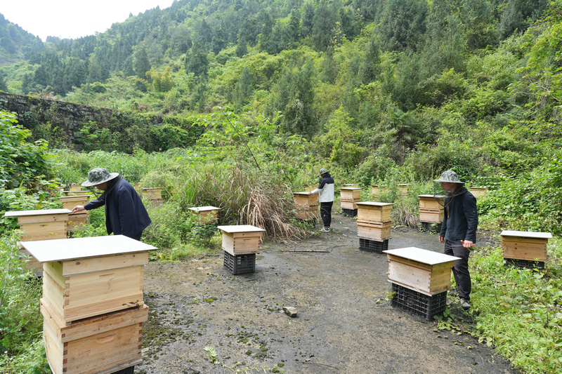 火石镇团山村蜂农开展管护工作。
