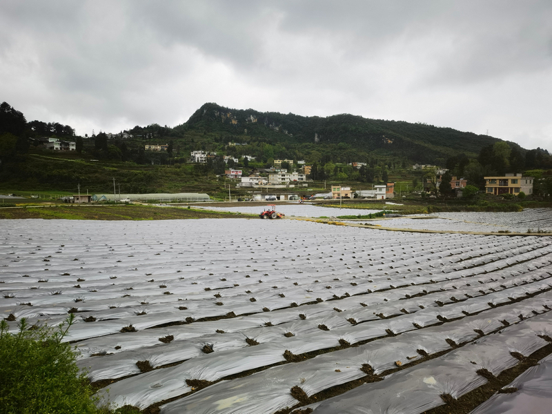 習水縣溫水鎮蔬壯源種植農場。習水縣融媒體中心供圖