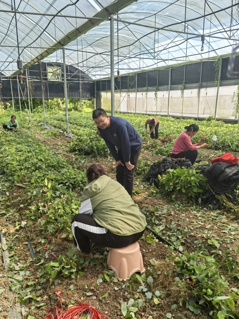 王俊杰在与种植户了解中药苗移栽情况。