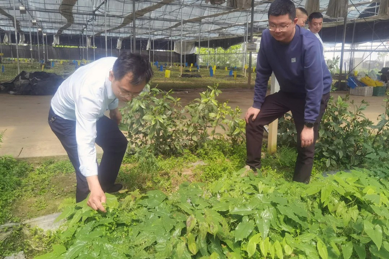王俊杰在中药材基地察看淫羊藿长势。