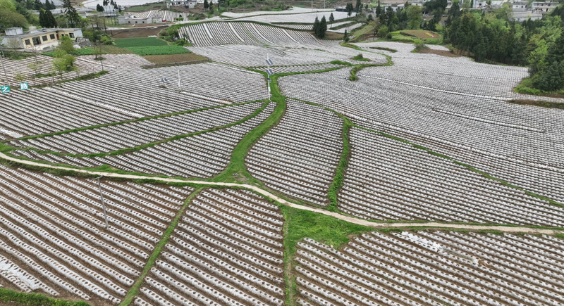大田乡烤烟基地.