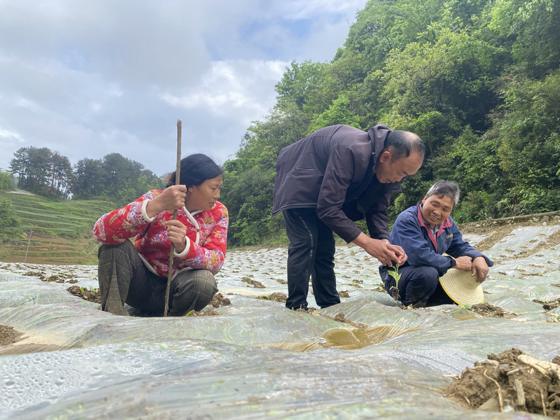 技术人员穿梭于田间地头，手把手向烟农讲解移栽密度、定植深度等关键技术。