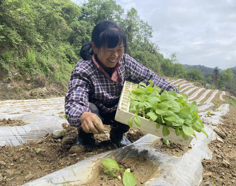 仁怀市后山乡白云村烤烟种植基地，烟农正忙着投苗。