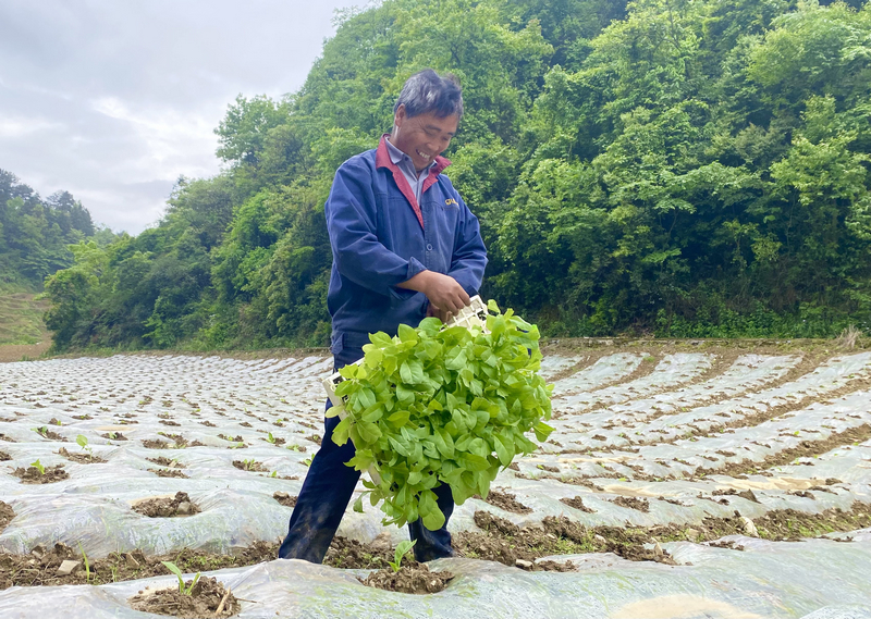 种植大户冉从文正在移栽烤烟，专业的技术服务和保底收购让他对今年的烤烟收成充满了信心。