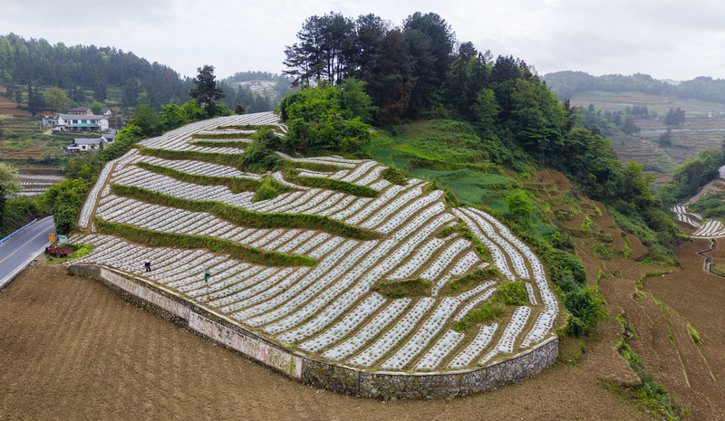 仁怀市后山乡种植烤烟面积达2400亩。