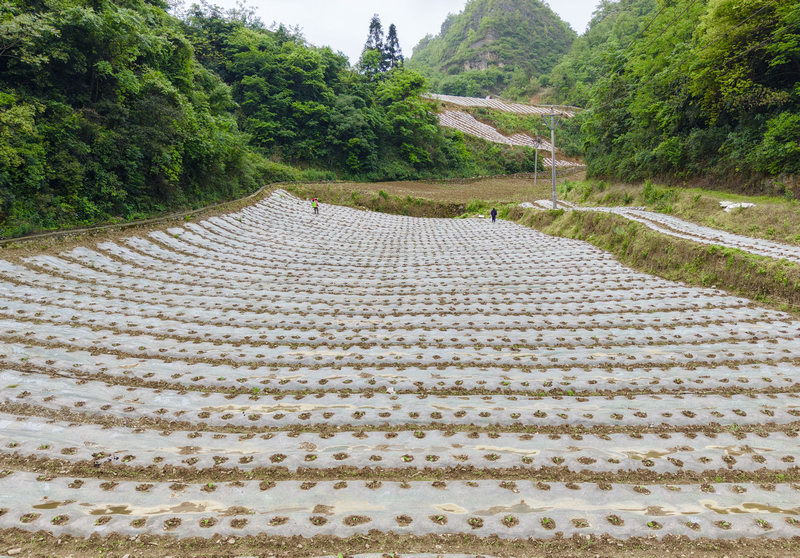 烤烟种植基地，连片烟田整齐划一，烟农正忙着打井、投苗、覆土。