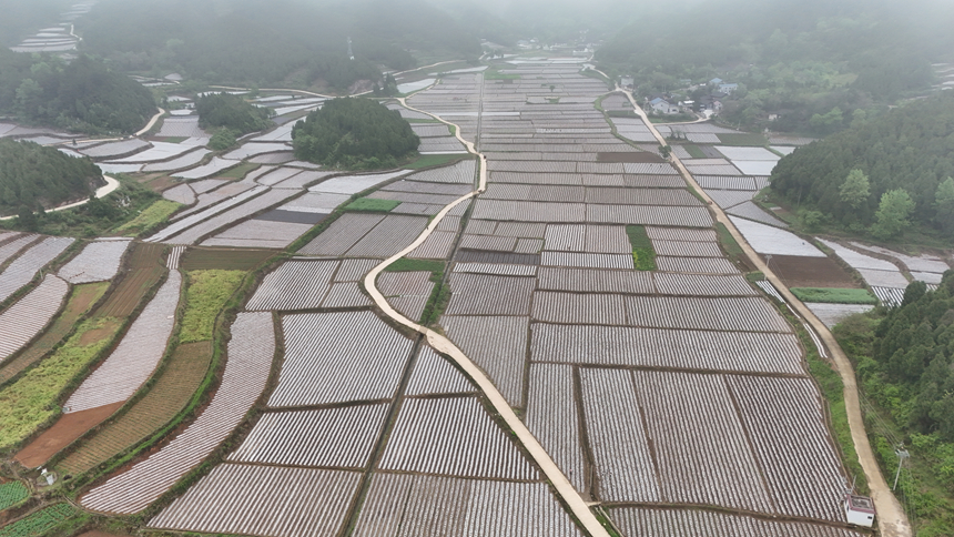 石阡县聚凤乡烟叶移栽现场。