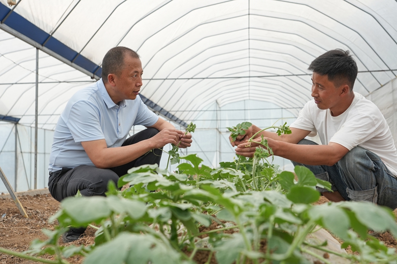 2026年4月20日，贵州省毕节市纳雍县维新镇坪子村，村民在探讨西瓜管护方法。 杨英 摄.jpg
