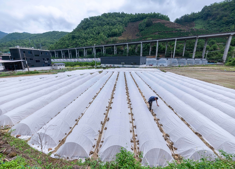 2026年4月20日，技术员在贵州省罗甸县罗悃镇沟亭村的田间查看无纺布覆盖情况。董峰应摄