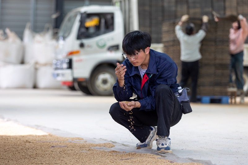 2026年4月20日，技术员在贵州省罗甸县综合农事服务中心查看稻种。史传鸿摄