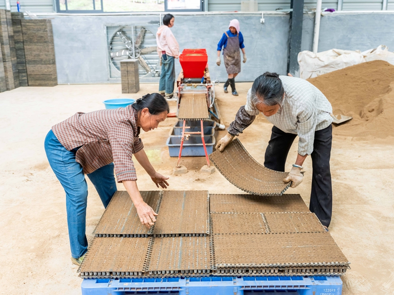 2026年4月20日，工人在贵州省罗甸县综合农事服务中心用播种机播种。董峰应摄