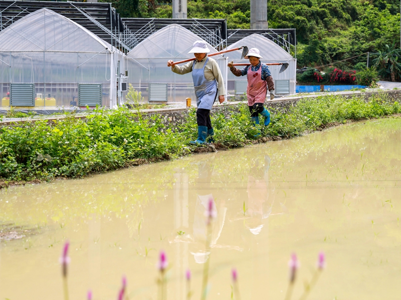 2026年4月20日，在贵州省罗甸县罗悃镇沟亭村，村民平整秧田结束后，走在回家的路上。史传鸿摄