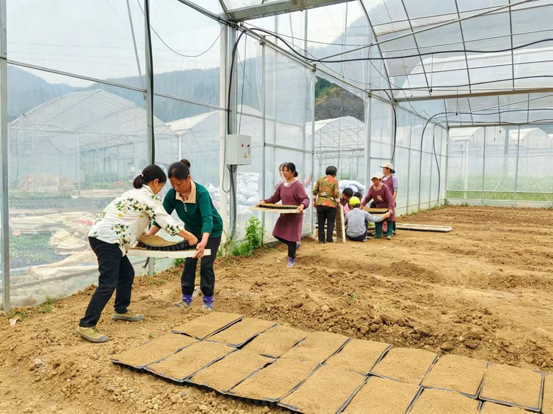 鬆桃普覺鎮真旗屯育苗大棚內,村民將一盤盤裝填好營養土的穴盤植入玉米種整齊碼放。