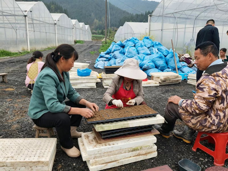 鬆桃普覺鎮真旗屯育苗大棚內,村民將一顆顆玉米種子被精准播入穴孔。