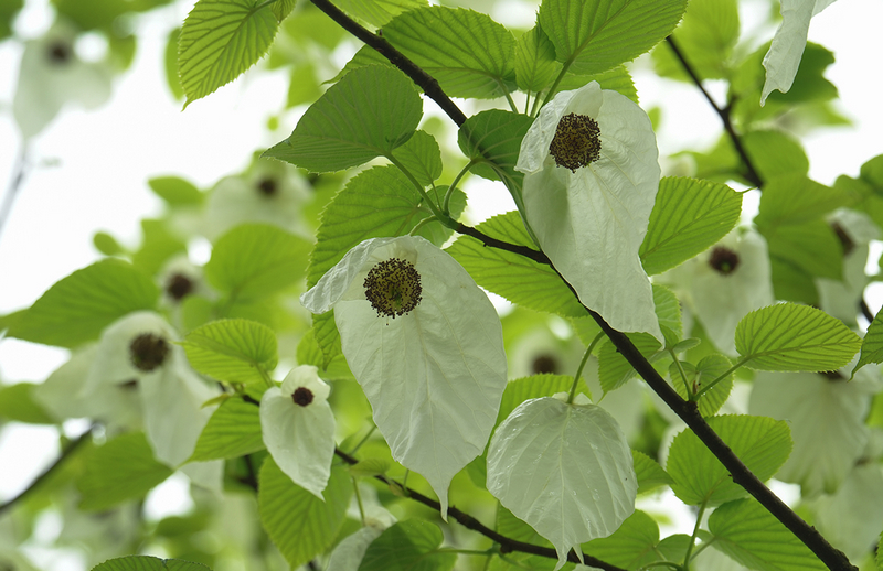 盛开的珙桐花。