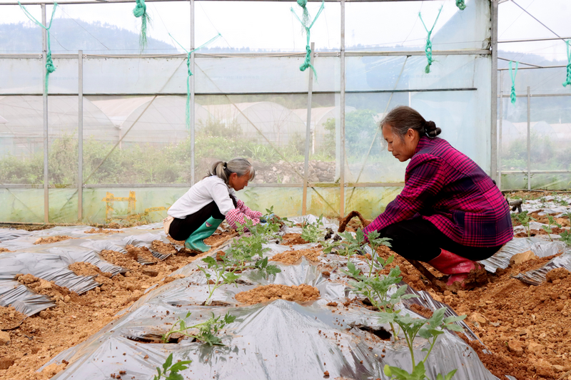 独山县基长镇大棚番茄长势旺。