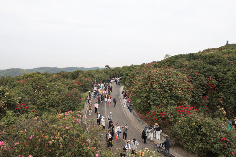 百里杜鹃景区。