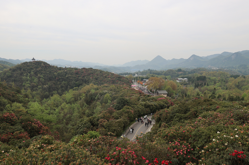 百里杜鹃景区。