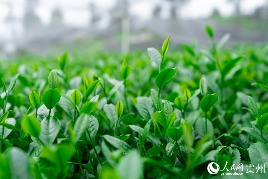 贵州省铜仁市江口县坝盘镇九龙山茶园内等待采收的茶叶。人民网记者 涂敏摄