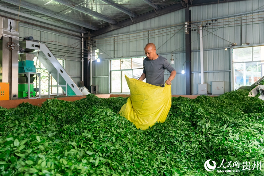 贵州省铜仁市江口县太平社区曾家组碾茶加工车间内，工作人员正在整理刚刚采收的茶叶。人民网记者 涂敏摄