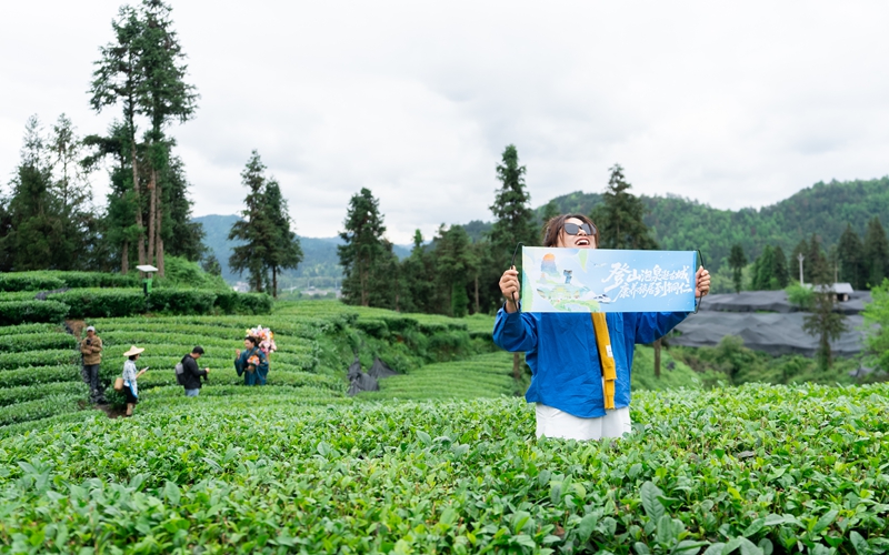 贵州江口：抹茶“链”起致富路